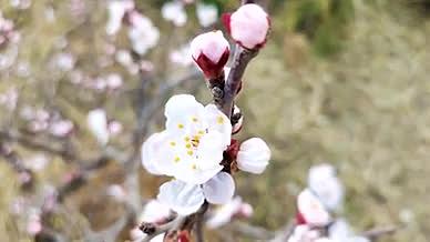 4k微距拍摄细腻描写粉白色的桃花及花蕾视频的预览图